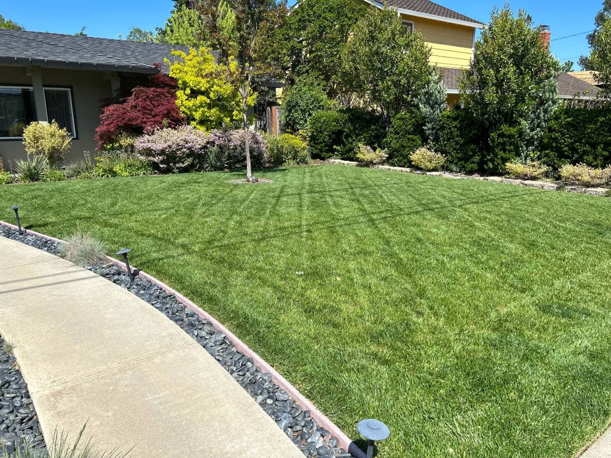 picture of a front yard with beautiful grass and landscaping 